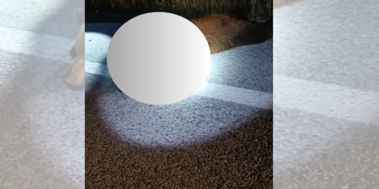Autoritetet mjedisore greke alarmohen: tre arinj të vrarë brenda pak ditësh; ekspertët: afrohen zonave të banuara