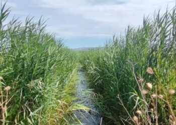 Fermerët e Tërbufit mbeten pa ujë për vaditje dhe kërkojnë ndërhyrje urgjente; prodhimet po thahen