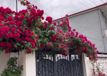 Festimet me trëndafila të Pojanit: tradita e kultivimit mbijeton ndër breza në Maliq