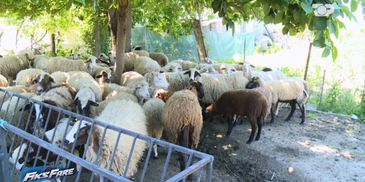 Fiks Fare: Nuk hapim dritaret era dhe mizat, familja denoncon kopenë deleve pranë shtëpisë, bashkia: Nuk krijon erëra