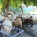 Fiks Fare: Nuk hapim dritaret era dhe mizat, familja denoncon kopenë deleve pranë shtëpisë, bashkia: Nuk krijon erëra