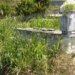 Fiks Fare/ Varrezat e Mamurrasit dhe Laçit në harresë, bari deri në 1.5 m, qytetarët mes frikës nga gjarpërinjtë