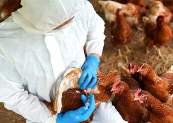 Konfirmohet rasti i parë i gripit të shpendëve H5N1 në kontinent; Australia në alarm