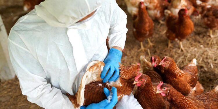 Konfirmohet rasti i parë i gripit të shpendëve H5N1 në kontinent; Australia në alarm