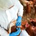 Konfirmohet rasti i parë i gripit të shpendëve H5N1 në kontinent; Australia në alarm