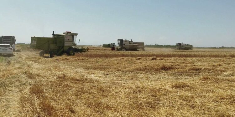Korrja e grurit në Myzeqe: Fermerët të kënaqur me prodhimin, por jo me çmimin e pikave të grumbullimit