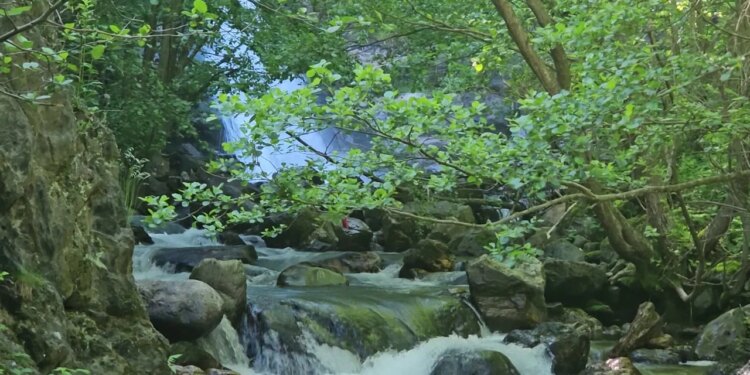 Mështekna tërheq turistët, pyjet e Shishtavecit bëhen atraksion për vendas e të huaj