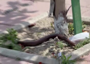 Pickimet shtohen në verë: temperaturat e larta nxjerrin më herët zvarranikët dhe insektet helmuese