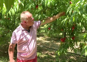 Pjeshkët kalben në pemë në Cërrik; çmimet bien deri në 40 lekë, fermerët mbeten pa treg për prodhimin