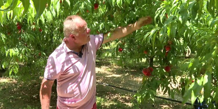 Pjeshkët kalben në pemë në Cërrik; çmimet bien deri në 40 lekë, fermerët mbeten pa treg për prodhimin
