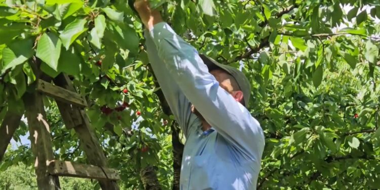 Qershitë mbeten në pemë; në Korçë mungon fuqia punëtore, të rinjtë shkojnë në Greqi ku paguhen dyfish