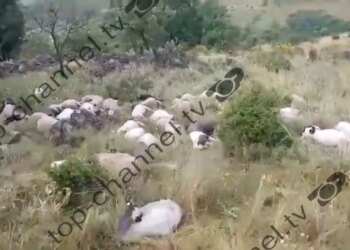 Rrufeja vret dy vëllezër në Delvinë dhe lë të ngordhura 150 kokë bagëti