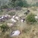 Rrufeja vret dy vëllezër në Delvinë dhe lë të ngordhura 150 kokë bagëti