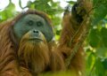 Shirat ekstremë në Indonezi vrasin 58 orangutanë Tapanuli; studiuesit paralajmërojnë rrezik të lartë zhdukjeje