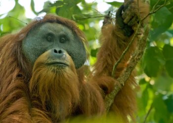 Shirat ekstremë në Indonezi vrasin 58 orangutanë Tapanuli; studiuesit paralajmërojnë rrezik të lartë zhdukjeje