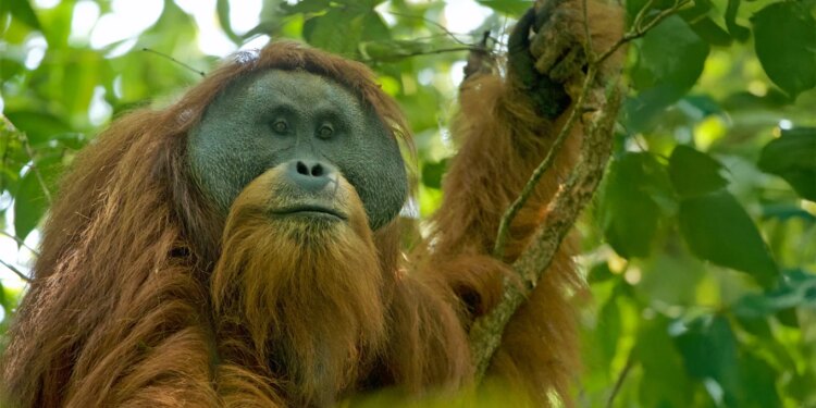 Shirat ekstremë në Indonezi vrasin 58 orangutanë Tapanuli; studiuesit paralajmërojnë rrezik të lartë zhdukjeje