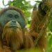 Shirat ekstremë në Indonezi vrasin 58 orangutanë Tapanuli; studiuesit paralajmërojnë rrezik të lartë zhdukjeje