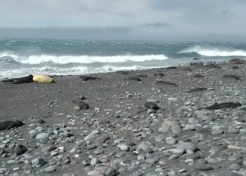 Shpërthen gripi i shpendëve në Antarktidë; ngordhin mbi 13 mijë foka, pinguinë dhe zogj