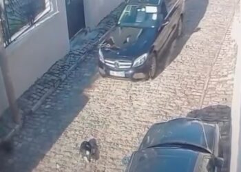Tentoi qëllimisht të përplaste qenin me makinën në rrugë, policia e Korçës shpall në kërkim drejtuesin e mjetit