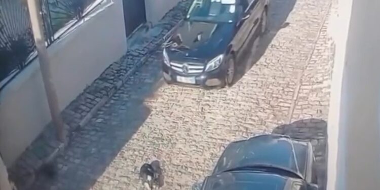 Tentoi qëllimisht të përplaste qenin me makinën në rrugë, policia e Korçës shpall në kërkim drejtuesin e mjetit