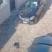 Tentoi qëllimisht të përplaste qenin me makinën në rrugë, policia e Korçës shpall në kërkim drejtuesin e mjetit