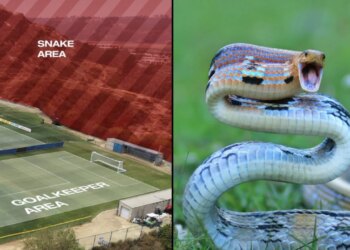Xhaka dhe shokët në rrezik: gjarpërinj helmues pushtojnë stërvitjen, kombëtarja gati të braktisë urgjentisht hotelin