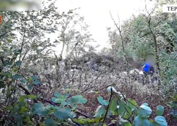 57-vjeçari arrestohet në vendngjarje pasi kishte kultivuar bimë narkotike mes kanioneve të fshatit Progonat, Tepelenë