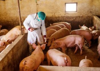 Alarm në Serbi: Konfirmohet murtaja afrikane e derrave, do të asgjësohen 11 mijë krerë