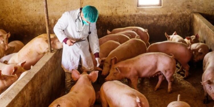 Alarm në Serbi: Konfirmohet murtaja afrikane e derrave, do të asgjësohen 11 mijë krerë