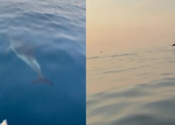 Delfinët pushtojnë Gjirin e Vlorës, spektakël i rrallë për turistët në udhëtimin drejt Sazanit
