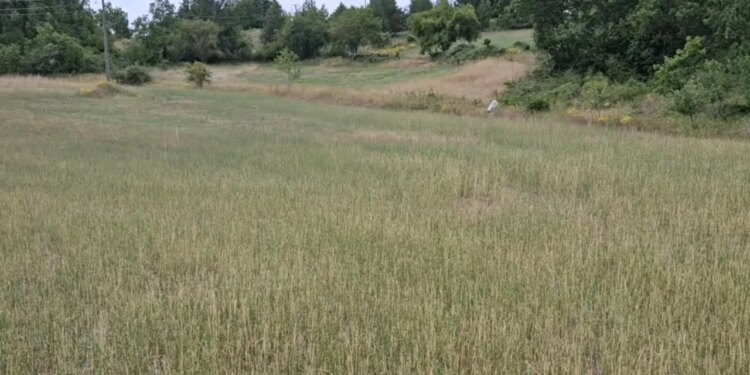 Fushat e Kolonjës pushtohen nga karkalecat; fermerët ankohen për dëme të konsiderueshme në bujqësi