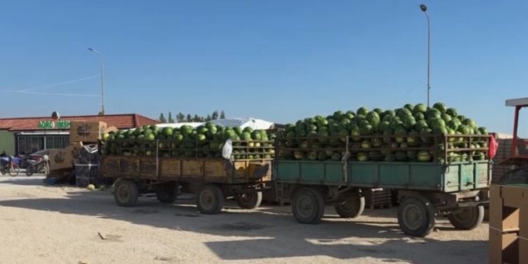Grumbulluesit po na falimentojnë, fermerët akuzojnë pikat e grumbullimit për uljen drastike të çmimeve
