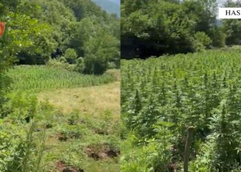 Kultivonin lëndë narkotike — Në pranga babë e bir në Kukës, një tjetër në kërkim; kryetari i fshatit procedohet