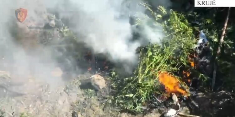 Në Krujë asgjësohen dhjetëra bimë kanabisi, arrestohet 31-vjeçari, bashkëpunëtori në kërkim