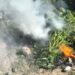 Në Krujë asgjësohen dhjetëra bimë kanabisi, arrestohet 31-vjeçari, bashkëpunëtori në kërkim
