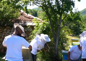 Një program për bletët: Fieraku ndërton pajisjen që kontrollon temperaturën, lagështinë dhe peshën e kosheres