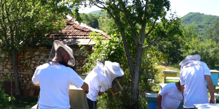 Një program për bletët: Fieraku ndërton pajisjen që kontrollon temperaturën, lagështinë dhe peshën e kosheres