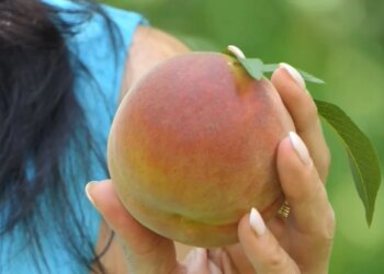 Pjeshkët e Peqinit mbeten pa treg, fermerët thonë: Çmimi 20 lekë për kilogram; prodhimi rrezikon të kalbet