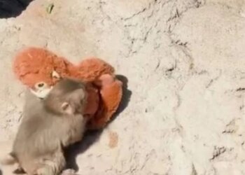 Punch, majmuni që pushtoi internetin, feston njëvjetorin në kopshtin zoologjik japonez