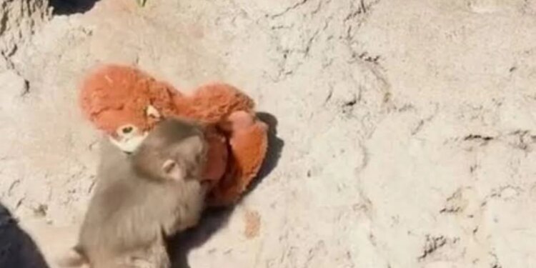 Punch, majmuni që pushtoi internetin, feston njëvjetorin në kopshtin zoologjik japonez