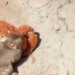 Punch, majmuni që pushtoi internetin, feston njëvjetorin në kopshtin zoologjik japonez