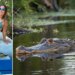 Tragjedi në Florida: 31-vjeçarja vdes pas sulmit të një aligatori 3.7 metrash