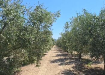 Treg i huaj për vajin e ullirit: Fermerët ankohen, s'kanë shitur vajin e kaluar, detyrohen ta shesin jashtë