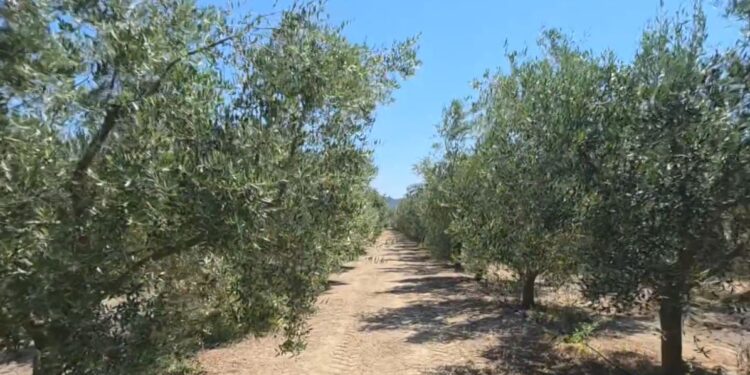 Treg i huaj për vajin e ullirit: Fermerët ankohen, s'kanë shitur vajin e kaluar, detyrohen ta shesin jashtë