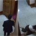 VIDEO/ Shehaj rrëmbeu dokumentin sekret nga zyra e Kuvendit dhe u arratis me vrap, punonjësja rrëzohet nga shkallët