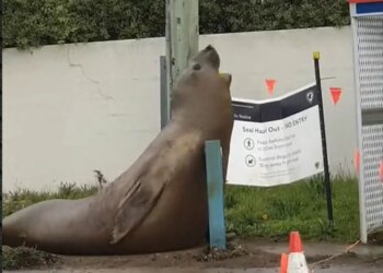 Video: Foka gjigante Neil u bë yll në internet dhe rikthehet në det pas aventurës në Tasmani