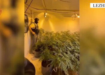 Zbulohen plantacione droge në Lezhë; arrestohen dy persona, asgjësohen 174 bimë kanabisi