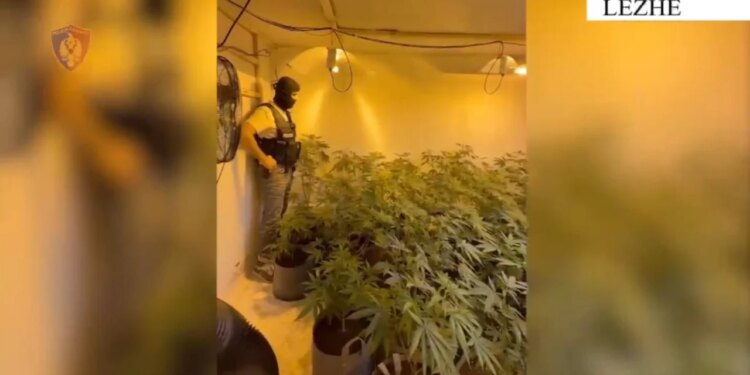 Zbulohen plantacione droge në Lezhë; arrestohen dy persona, asgjësohen 174 bimë kanabisi