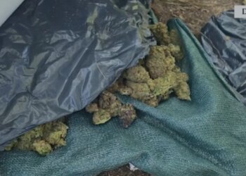 Zbulohet fabrika e kanabisit në Divjakë; sekuestruar 44 kg, 1426 bimë, procedohen tre punonjës të Zonave të Mbrojtura