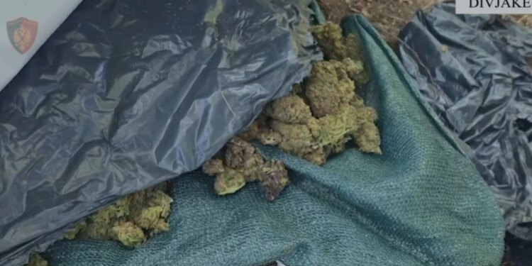 Zbulohet fabrika e kanabisit në Divjakë; sekuestruar 44 kg, 1426 bimë, procedohen tre punonjës të Zonave të Mbrojtura